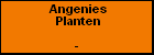 Angenies Planten